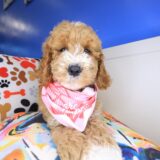 Dug Goldendoodle 01
