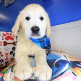 Dynamo Golden Retriever 01