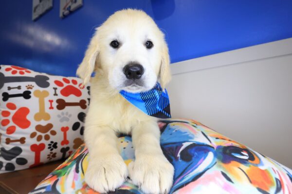 Dynamo Golden Retriever 01
