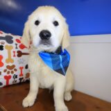 Dynamo Golden Retriever 04