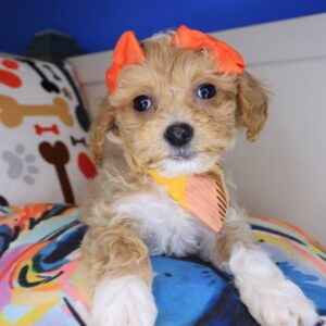 Echo Maltipoo 01 Echo Maltipoo 01
