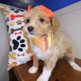 Echo Maltipoo 02