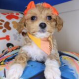 Echo Maltipoo 03