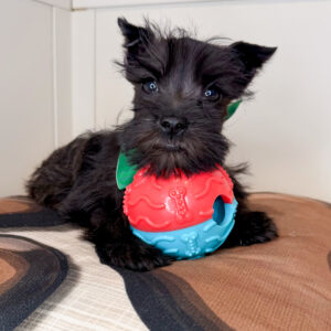 Echo Schnauzer 01 Echo Schnauzer 01