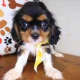 Eli Cavalier King Charles Spaniel 01