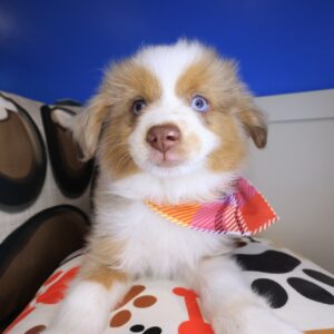 Ella Australian Shepherd 01 Ella Australian Shepherd 01