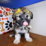 Eloise Shihpoo 01
