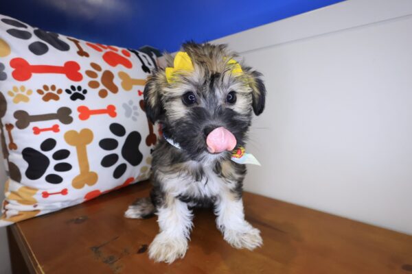 Eloise Shihpoo 01