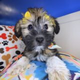 Eloise Shihpoo 02