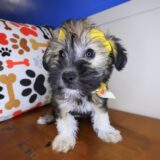 Eloise Shihpoo 03