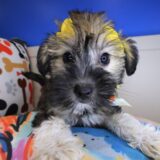 Eloise Shihpoo 04