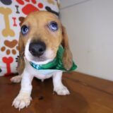 Elson Dachshund 01