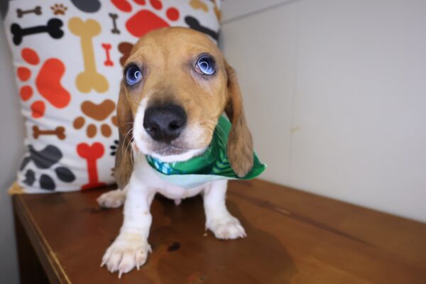 Elson Dachshund 01