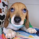 Elson Dachshund 02