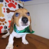 Elson Dachshund 04