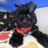 Emiko Shih Tzu 02