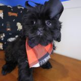 Emiko Shih Tzu 04
