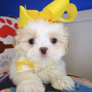 Empress Shih Tzu 01 Empress Shih Tzu 01