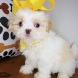 Empress Shih Tzu 02