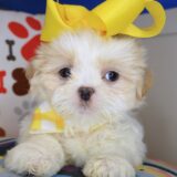 Empress Shih Tzu 03