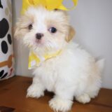 Empress Shih Tzu 04