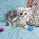 Equinox Maine Coon 02