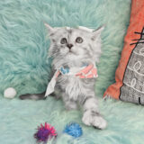 Equinox Maine Coon 04