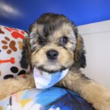 Eska Shihpoo 01