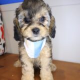 Eska Shihpoo 02