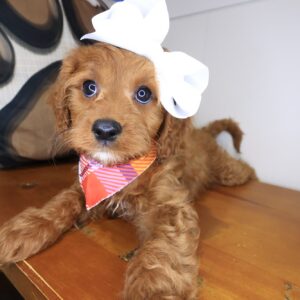 Esme Cavapoo 01 Esme Cavapoo 01