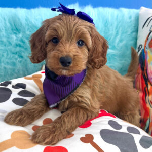 Fable Goldendoodle 01 Fable Goldendoodle 01
