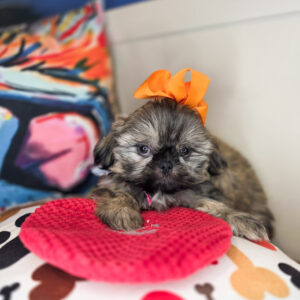 Fernie Shih Tzu 01 Fernie Shih Tzu 01