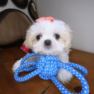 Fiesta Shih Tzu 01 Fiesta Shih Tzu 01
