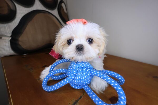 Fiesta Shih Tzu 01