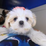 Fiesta Shih Tzu 02