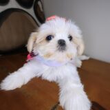 Fiesta Shih Tzu 03