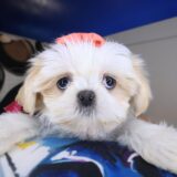 Fiesta Shih Tzu 04