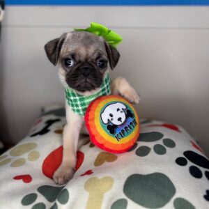 Fifi Pug 01