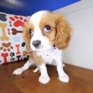 Finn - Cavalier King Charles Spaniel 01 Finn - Cavalier King Charles Spaniel 01