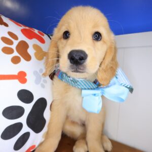 Floss Golden Retriever 01 Floss Golden Retriever 01