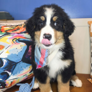 Fox Bernese Mountain 01 Fox Bernese Mountain 01