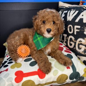 Gabriel Poodle 01 Gabriel Poodle 01