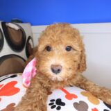 Giselle Poodle 01
