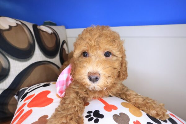 Giselle Poodle 01