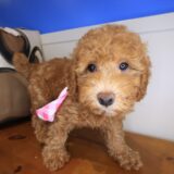 Giselle Poodle 03
