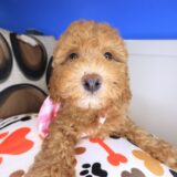 Giselle Poodle 04