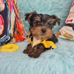 Goofy Yorkshire Terrier 01 Goofy Yorkshire Terrier 01