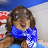 Gouda Dachshund 01