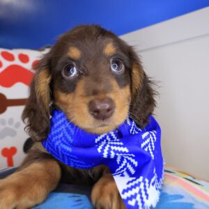 Gouda Dachshund 01 Gouda Dachshund 01