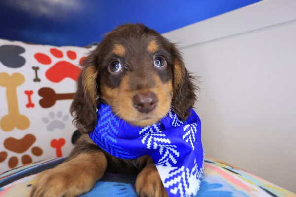Gouda Dachshund 01